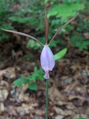 Cleistesiopsis bifaria