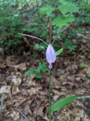 Cleistesiopsis bifaria