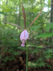 Cleistesiopsis bifaria