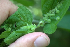 Celticecis celtiphyllia