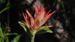Castilleja miniata oblongifolia
