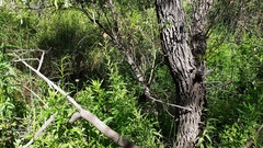 Castilleja miniata oblongifolia