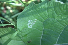 Phytomyza syngenesiae group