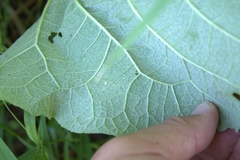 Phytomyza syngenesiae group