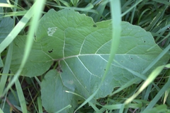 Phytomyza syngenesiae group