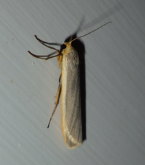 Eilema lurideola