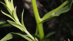 Castilleja miniata oblongifolia