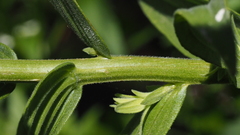 Castilleja miniata oblongifolia