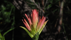 Castilleja miniata oblongifolia