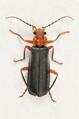 Podabrus pruinosus