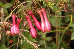 Passiflora hyacinthiflora