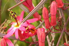 Passiflora hyacinthiflora