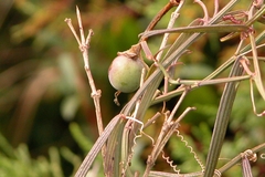Passiflora hyacinthiflora