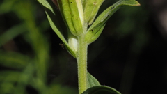 Castilleja miniata oblongifolia