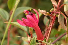 Passiflora hyacinthiflora