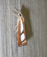 Catoptria