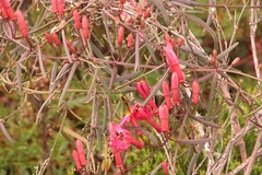 Passiflora hyacinthiflora