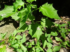 Chrysoesthia sexguttella