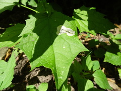 Chrysoesthia sexguttella