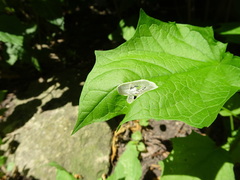 Chrysoesthia sexguttella