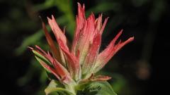 Castilleja miniata oblongifolia