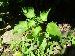 Chrysoesthia sexguttella