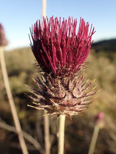 Cirsium occidentale var. lucianum