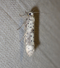 Yponomeuta irrorellus