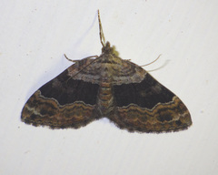Xanthorhoe quadrifasiata