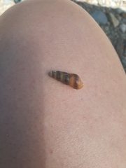 Juga plicifera