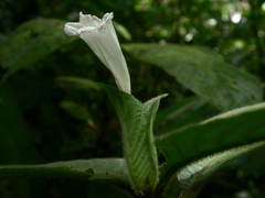 Ruellia leonardiana
