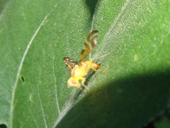 Strauzia perfecta