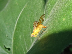 Strauzia perfecta