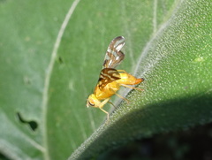 Strauzia perfecta