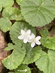 Rubus repens