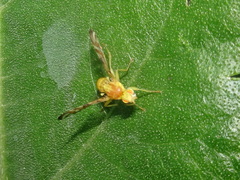 Strauzia perfecta