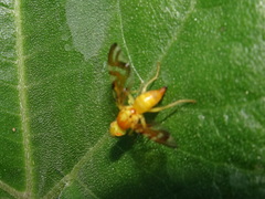 Strauzia perfecta