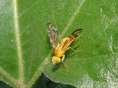 Strauzia perfecta