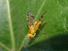 Strauzia perfecta