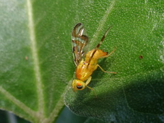 Strauzia perfecta