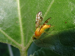 Strauzia perfecta