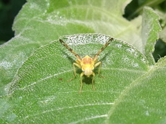 Strauzia perfecta