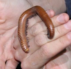 Orthoporus