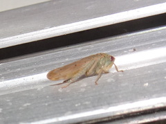 Polana quadrinotata