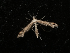 Platyptilia