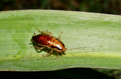 Celatoblatta vulgaris