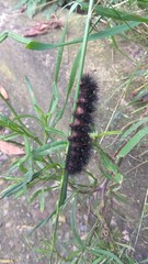 Lepidoptera