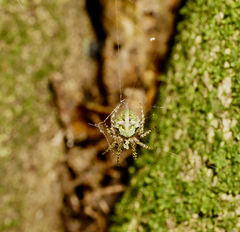 Cryptaranea atrihastula
