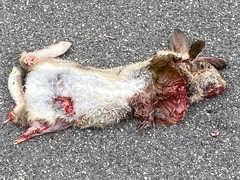 Sylvilagus audubonii