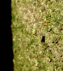 Cryptaranea atrihastula